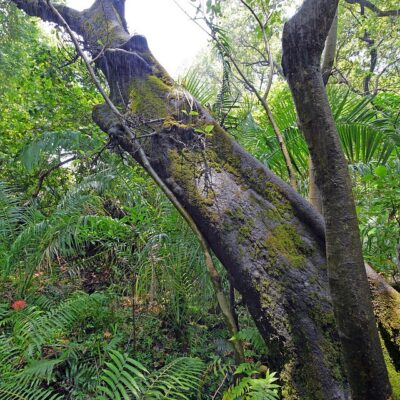 Der Tonkabohnenbaum: Eine Reise durch Geschichte, Anbau und Anwendung