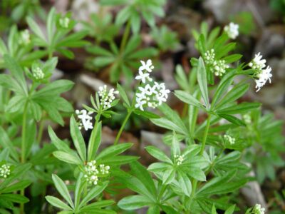 Waldmeister mit Cumarin